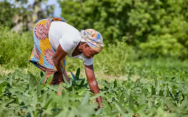 Photo of a woman planting trees in Africa