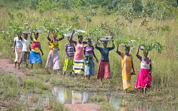 Photo of volunteers carrying young trees to be planted